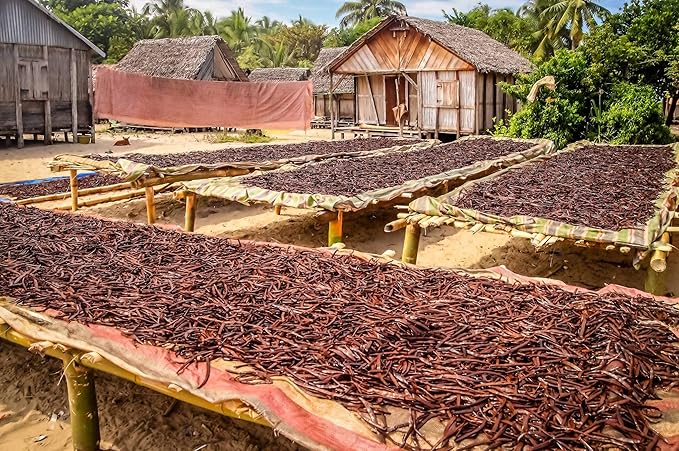 50 Vanilla Beans - Whole Extract Grade B Pods for Baking, Homemade Extract, Brewing, Coffee, Cooking - Tahitian
